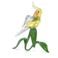 Idyllia Calopsitta